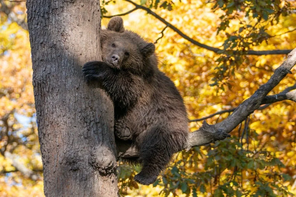 Brasov: Bear Sanctuary, Dracula Castle and R&acirc;șnov Fortress