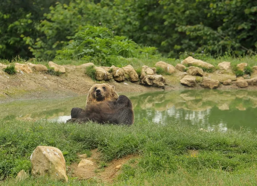 Bucharest: Day Trip to Bear Sanctuary, Bran Castle & Brasov