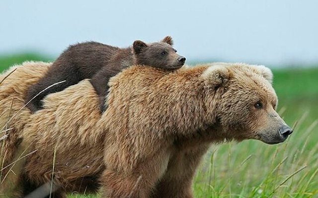 Brown bear with cub at the Libearty Bear Sanctuary near Brașov